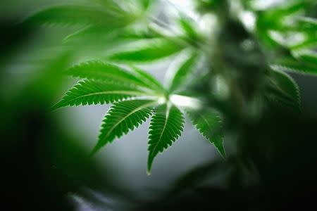 A marijuana plant is seen at Tweed Marijuana Inc in Smith's Falls, Ontario, Canada March 19, 2014. REUTERS/Blair Gable/File Photo
