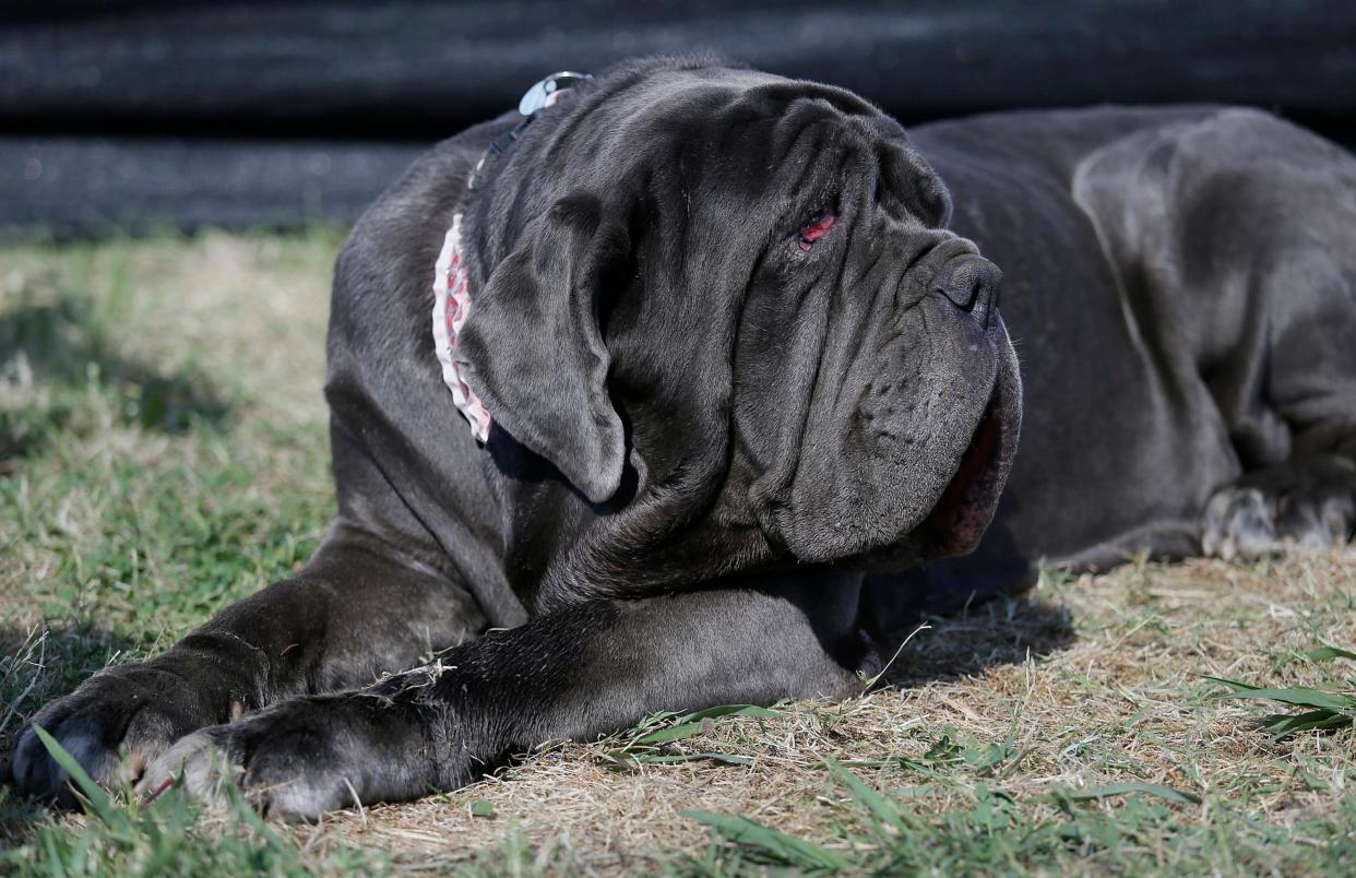 Martha, a Neapolitan mastiff, named the winner of the contest. - Copyright 2017 The Associated Press. All rights reserved.