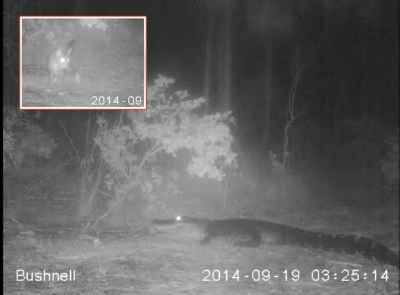 Screenshots from infrared camera-trap footage show an alligator launching for a cat (shown a few seconds before in the inset) in Florida.