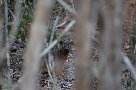 A fossa is seen at the Kirindy forest reserve near the city the of Morondava