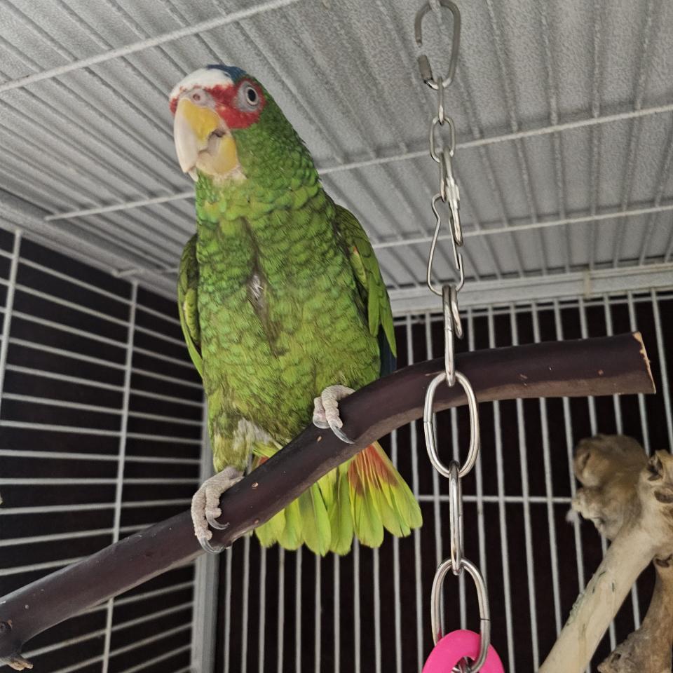 Pepper, a white-fronted amazon who was surrendered to the Niagara SPCA on June 14, 2024.