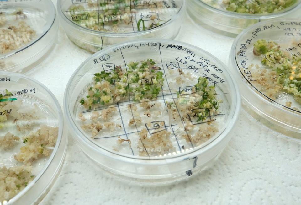 Genetically modified seeds, and even conventionally bred crops, can be patented. <a href="https://www.gettyimages.com/detail/news-photo/petri-dishes-containing-sprouting-embryos-of-an-news-photo/1314013422" rel="nofollow noopener" target="_blank" data-ylk="slk:Sean Gallup/Getty Images;elm:context_link;itc:0;sec:content-canvas" class="link ">Sean Gallup/Getty Images</a>