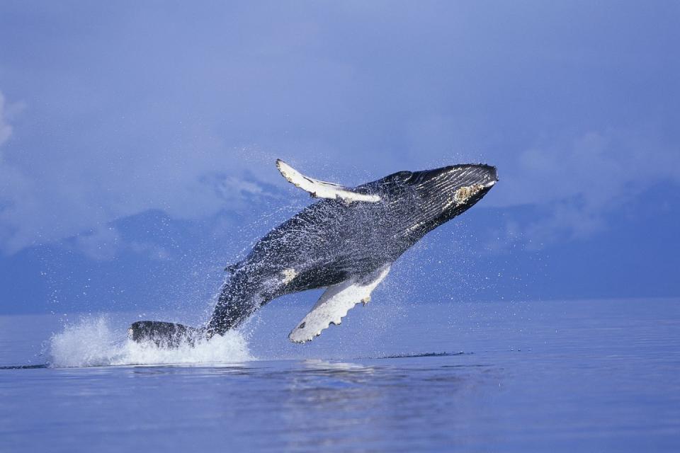5) Humpback Whales
