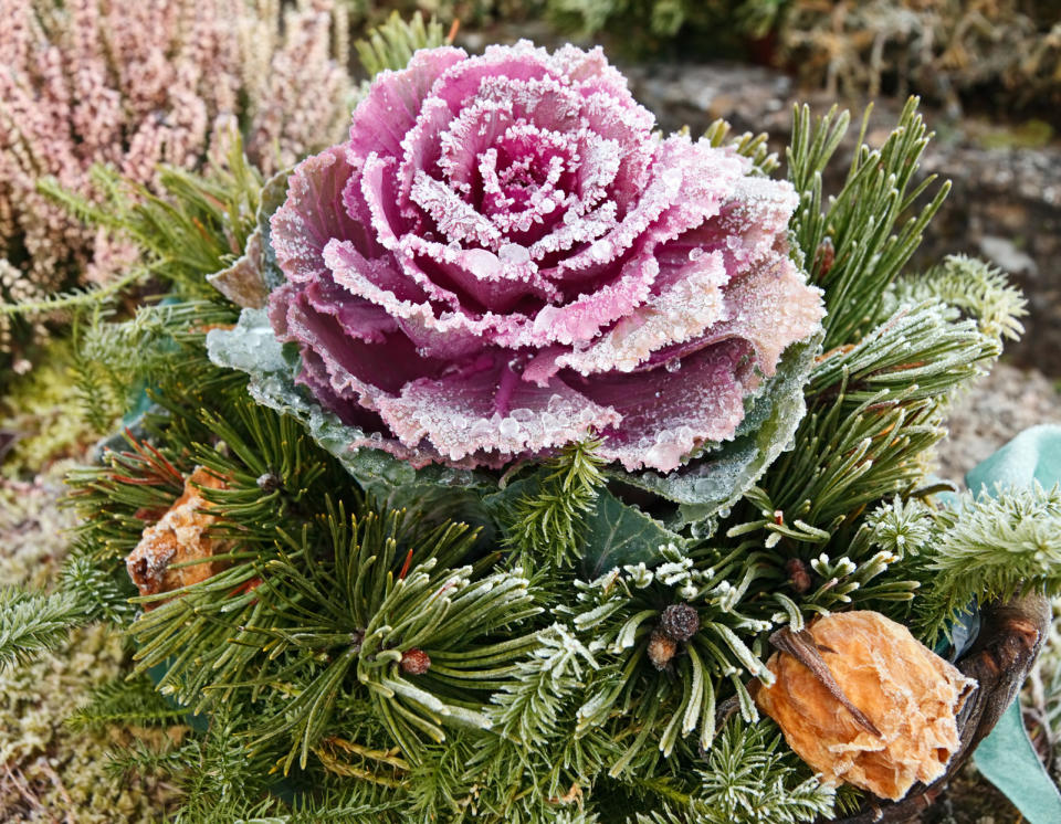 Ornamental Cabbage