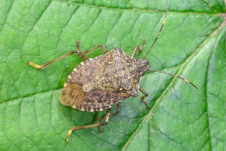 This bug, first seen in 1998 in Allentown, Pennsylvania, is now in 41 states and part of Canada.
