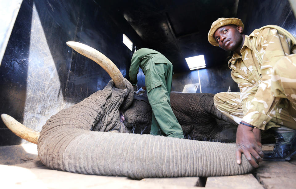 KWS veterinary team at work