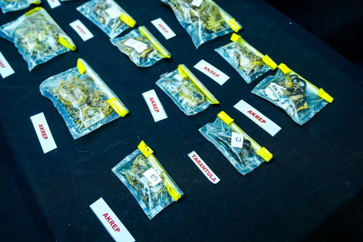 <span>The various scorpion, tarantula and spider species, endemic to Turkey, in plastic bottles and clip-on bags, found in a smuggling operation in Istanbul on 13 May 2024.</span><span>Photograph: Bunyamin Çelik/Anadolu via Getty Images</span>