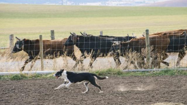 How To Deal With A Border Collies High Prey Drive