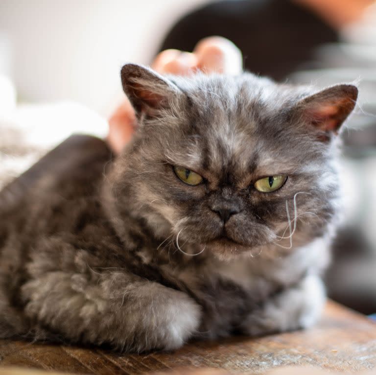 5) Selkirk Rex