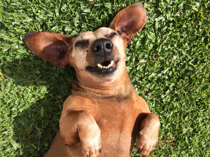 Muchos animales nos hicieron reír durante 2018. Foto: Silvia Vellozo / EyeEm / Getty Images