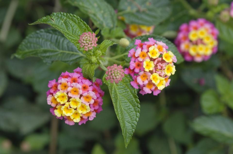 lantana flower