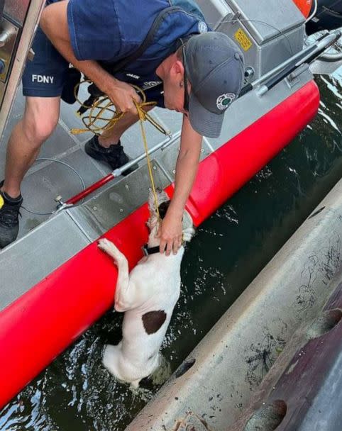 PHOTO: A dog is lucky to be alive after being rescued by a Good Samaritan and officials from the New York Fire Department when he was reportedly thrown off of a bridge and into the Harlem River in New York City on Tuesday, July 19, 2022. (FDNY / Instagram)