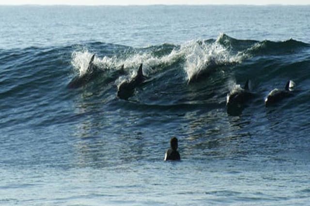 Dolphins surprise surfers at Jeffrey's Bay during sardine run South Africa