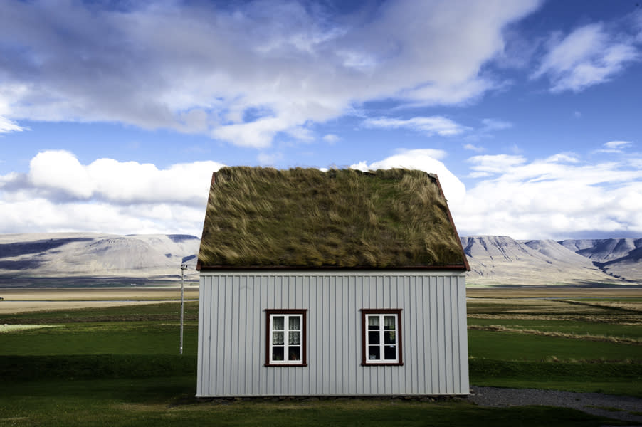 Herd In Iceland