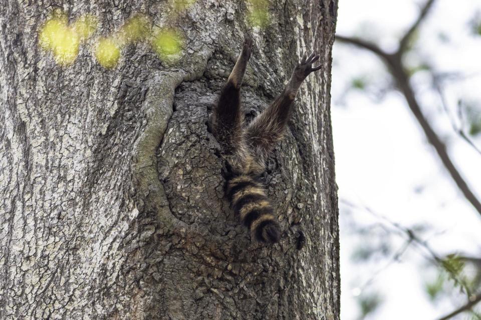 A racoon is stuck upside down in a hollow tree (Charlie Davidson/The Comedy Wildlife Photography Awards 2020)