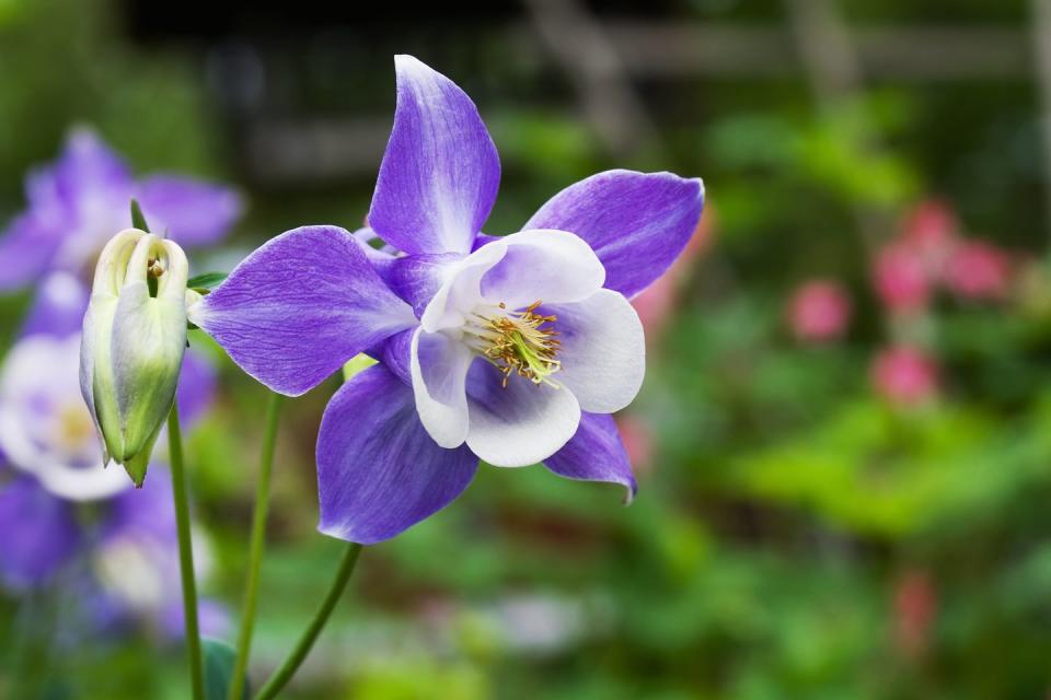 Columbine