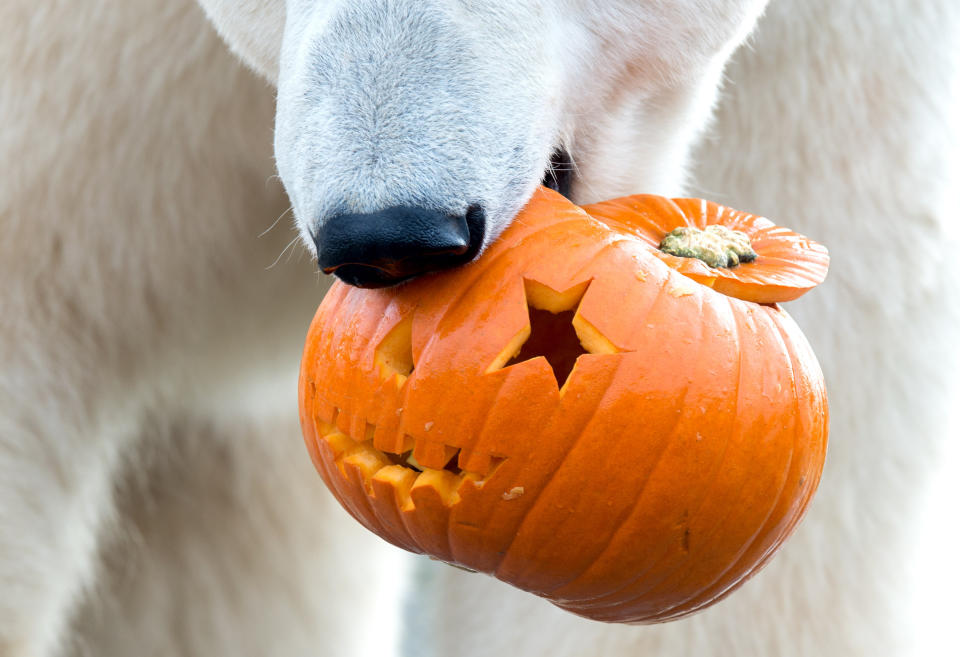 A polar bear eats a pumpkin