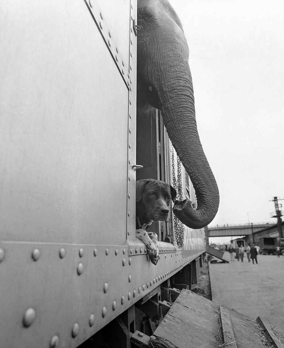 <p>An elephant and a dog peer apprehensively from a freight car before debarking at the Harlem River freight yards in New York City, April 1, 1963. The animals were on the Ringling Brothers and Barnum and Bailey Circus train arriving in New York for the opening of the Circus at Madison Square Garden on April 3. (AP Photo/Goldberg) </p>