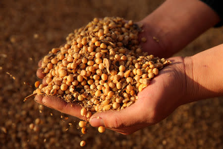 FILE PHOTO: A man displays imported soybeans at a port in Nantong, Jiangsu province, China April 9, 2018. REUTERS/Stringer/File Photo