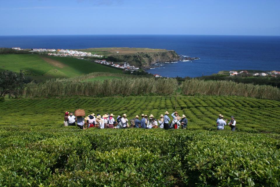 The Porto Formoso Tea Factory on the island of St. Michael, Azores.