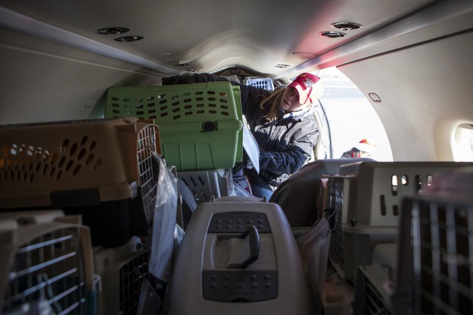 Wings of Rescue co-founder Smith loads dogs from the Front Street Animal Shelter into a plane in Sacramento