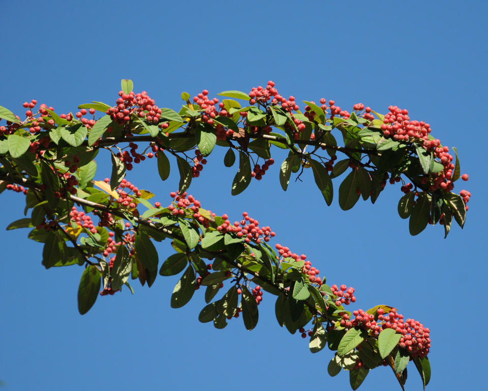 3. Hollyberry Cotoneaster (Cotoneaster bullatus)