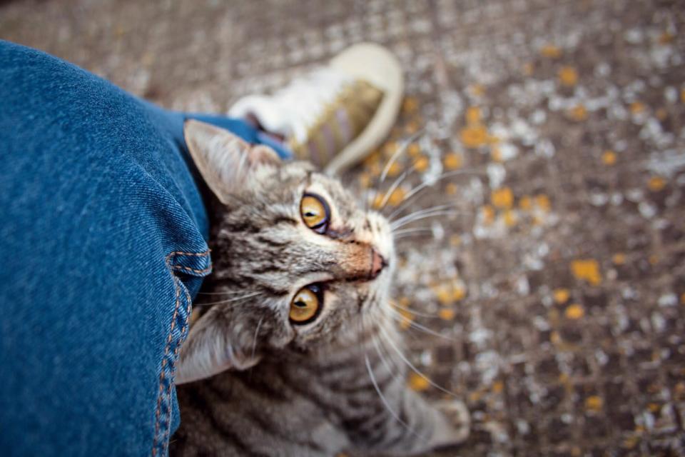 cat standing under human&#39;s leg looking up at camera