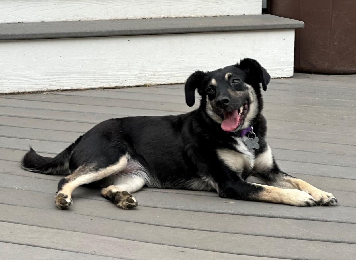 Clara is a 3-year-old beagle mix. She is available for adoption through FOWA Rescue in Wayne.