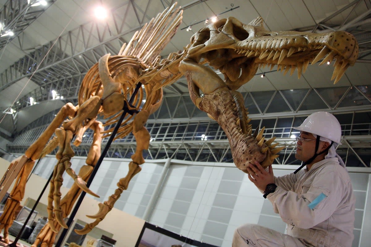 A Spinosaurus model is installed at Makuhari Messe on July 13, 2009 in Chiba, Japan (Getty)