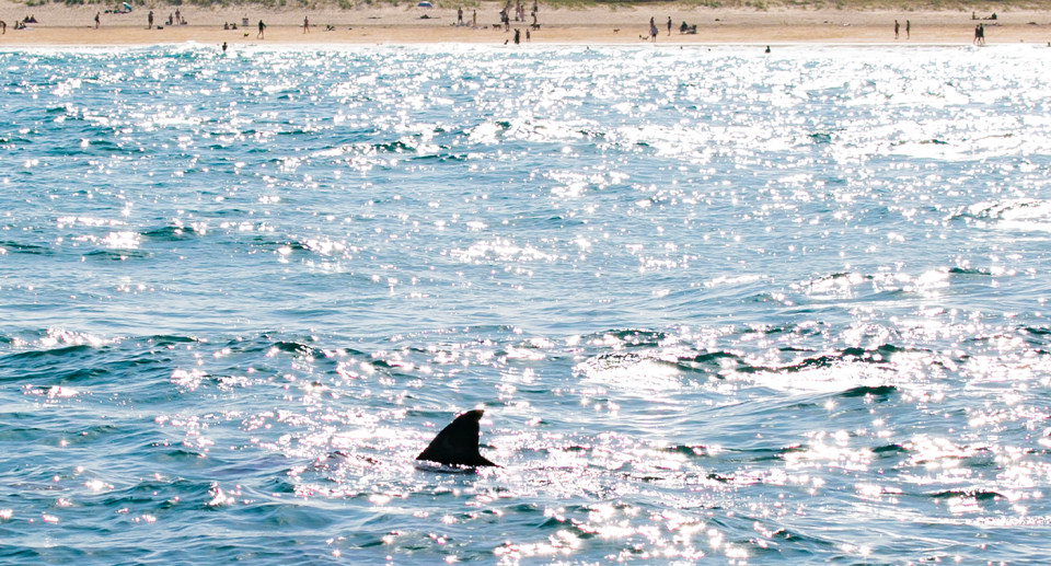 A shark swimming at an Australian beach. Only the fin is visible.