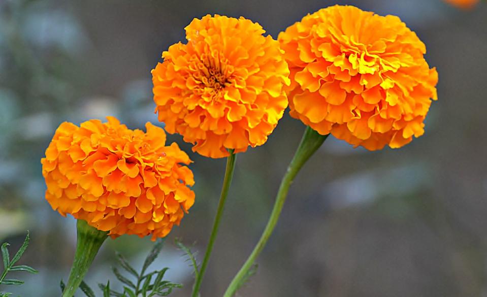 7) Marigolds