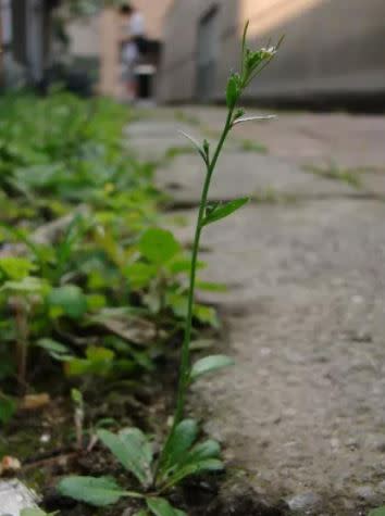 研究人員觀察擬南芥，發現基因突變並非隨機發生。   圖：翻攝自每日頭條