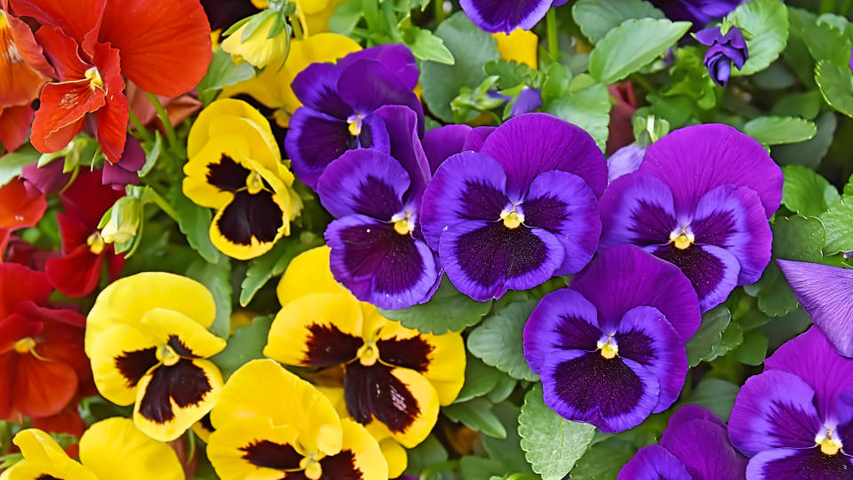 Pansies