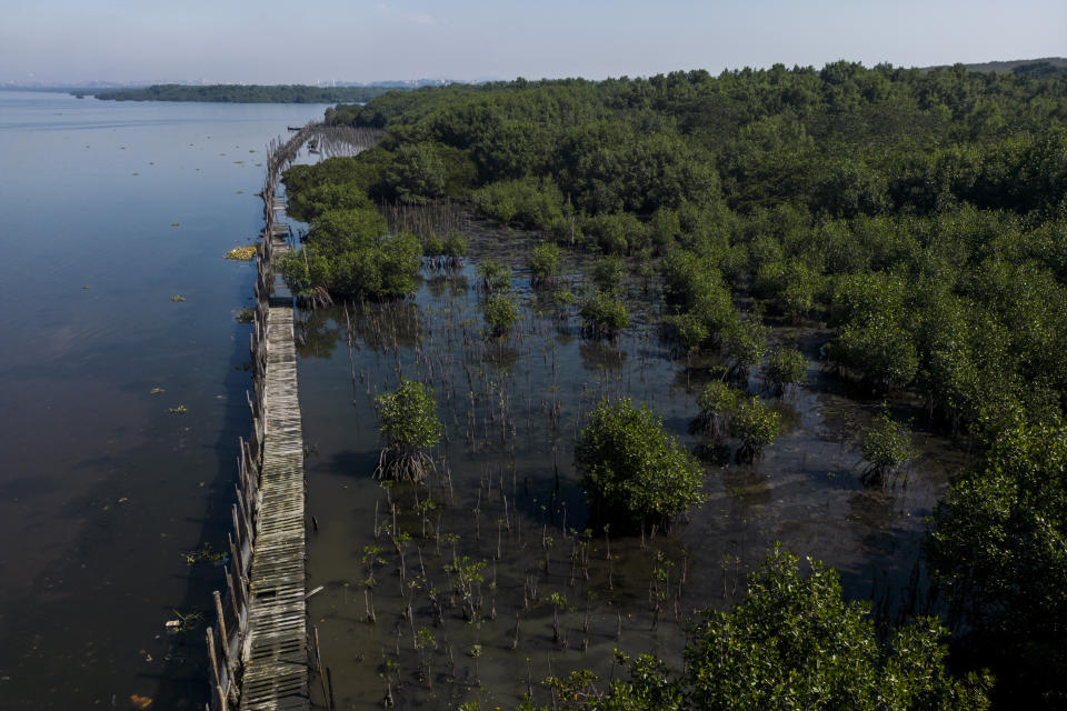 FILE - Mangroves grow in a recovered mangrove forest, once part of a garbage dump, in Duque de Caxias, Brazil, July 25, 2023. The world is off track in its efforts to curb global warming, a new international report calculates Tuesday, Nov. 14. (AP Photo/Bruna Prado, File)