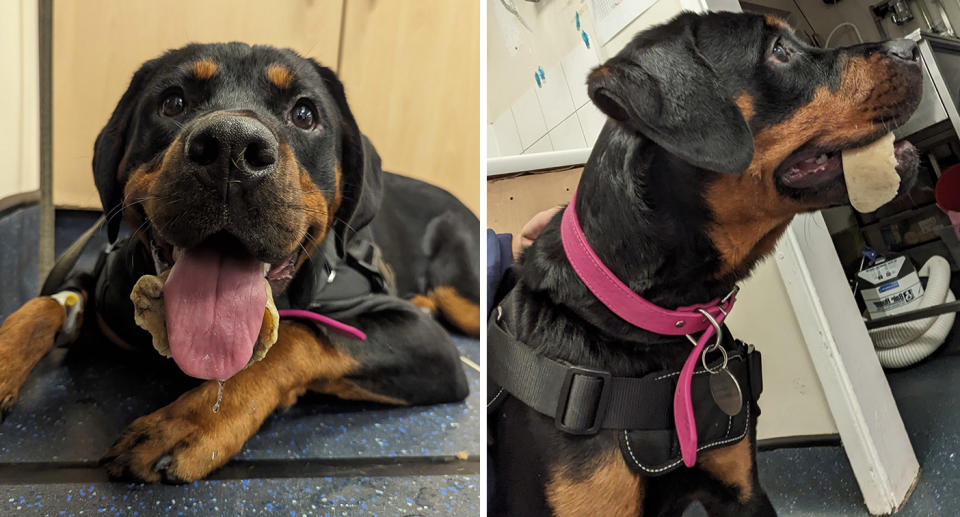 Nancy the dog with bone lodged in jaw