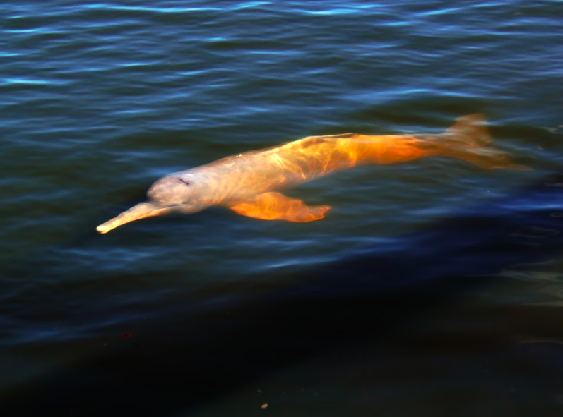 <em>The Araguaian river dolphin was the first new river dolphin species to be discovered since the end of the First World War (WWF)</em>