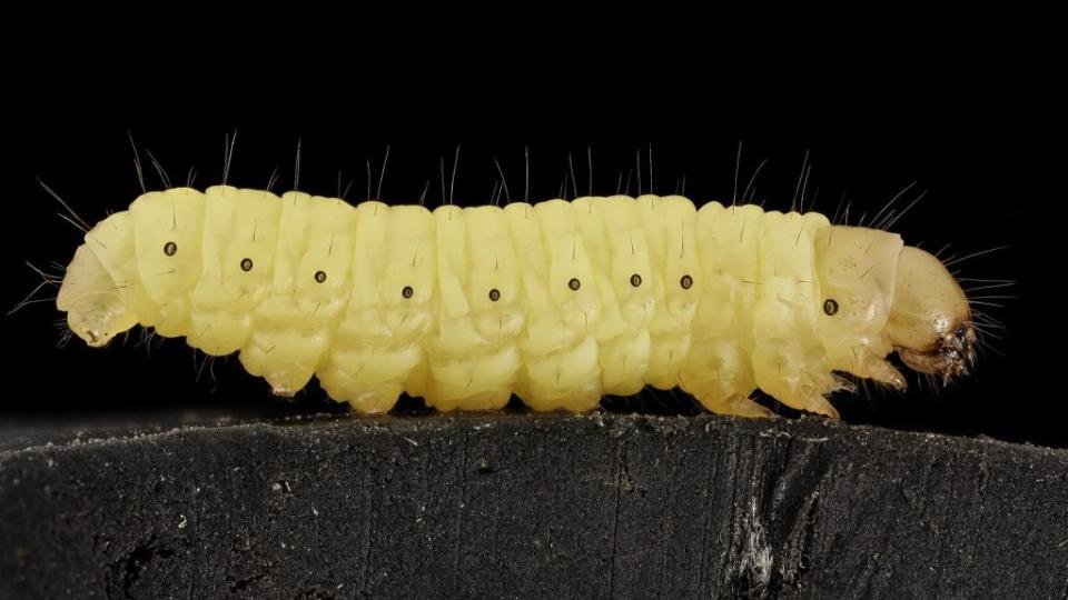 Wax worms eat plastic bags