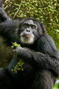 DisneyNature's "Chimpanzee" - 2012