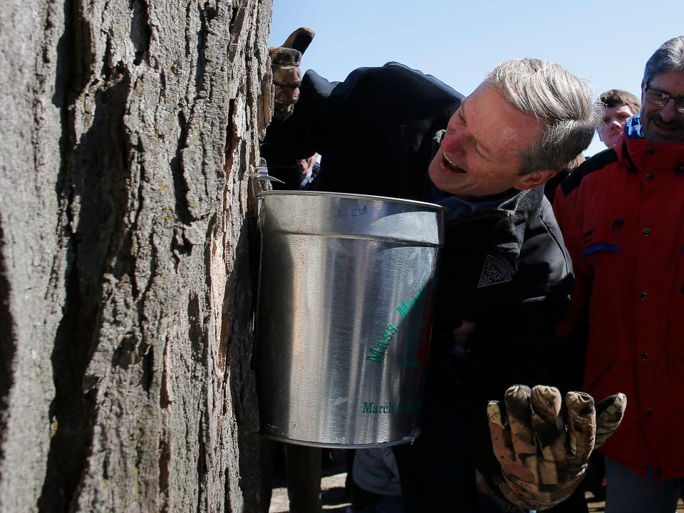 Massachusetts Governor Charlie Baker holds a large silver bucket while tapping a maple tree in massachusetts