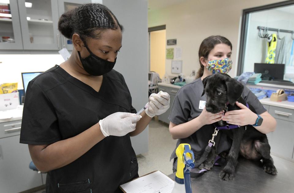 At the Jacksonville Humane Society in 2021, intern Savanah Davis (left) readies vaccinations for puppy Luna as she is held by veterinary technician Taylor Adams.