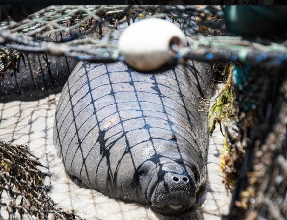 A manatee rests on a Florida Key boat ramp after being removed from the water Monday, May 1, 2023. A mother and calf were taken from the Keys to SeaWorld in Orlando because the mother suffered a severe boat strike. Dolphin Research Center