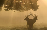 <p>Two stags are seen through the mist during the annual rutting season in Richmond Park in London. (Photo: Toby Melville/Reuters) </p>
