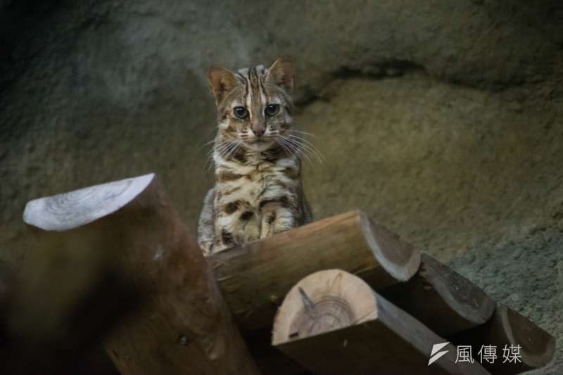 20190303-石虎專題，台北市立動物園中的石虎。（甘岱民攝）