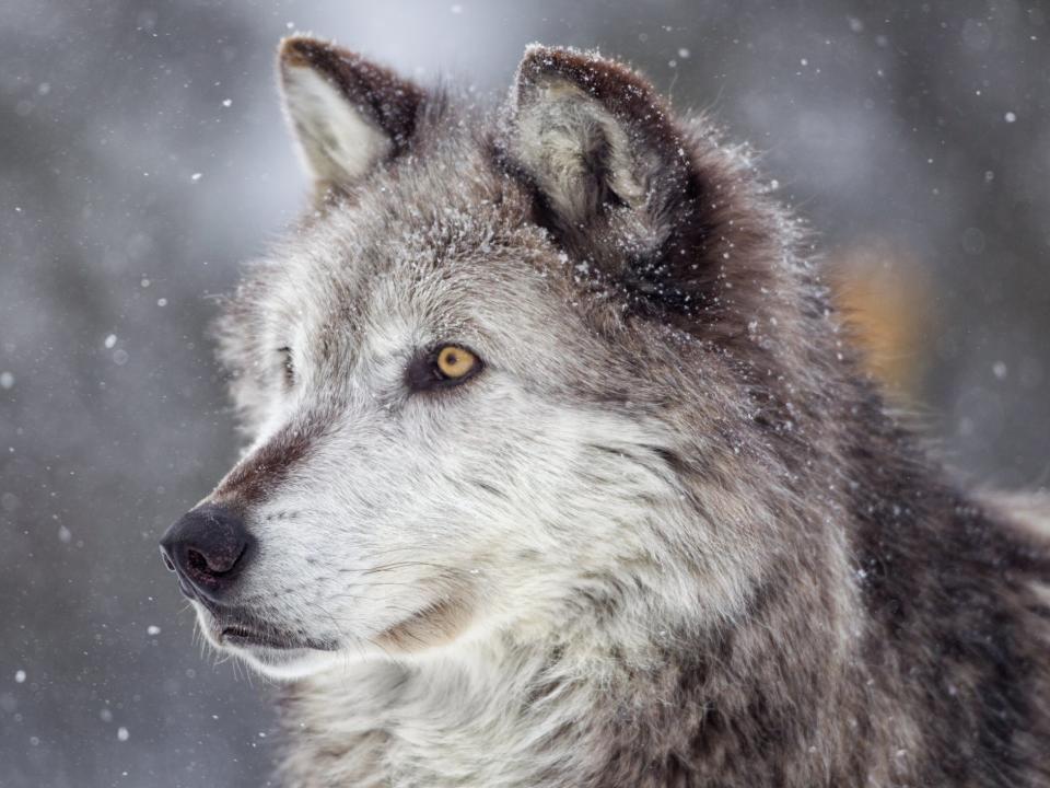 Wolf conservation can be controversial due to the potential risks to livestock and competition for resources: Getty