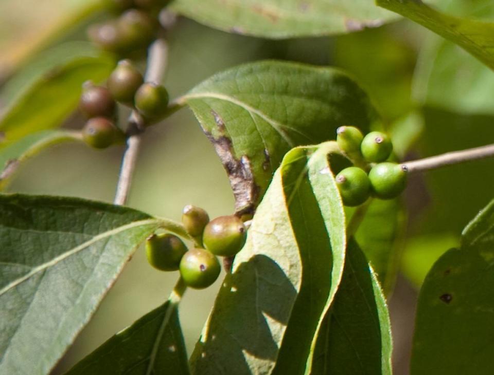 Berries on a bush honeysuckle plant are seen in this file photo.