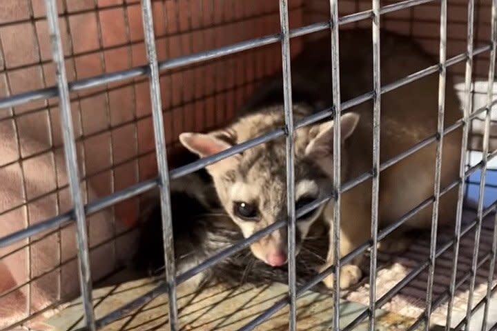 Ringtail cat in Kohls