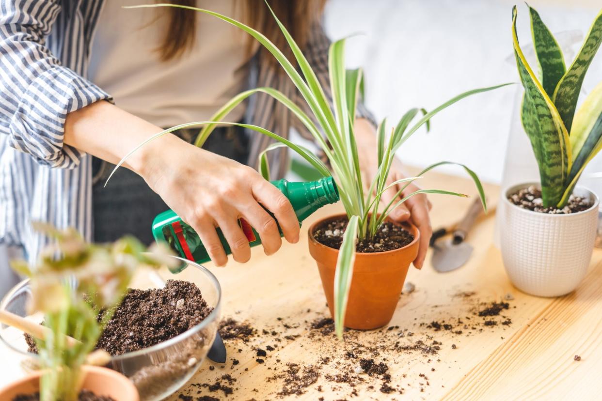 Woman Gardeners Fertilizer Plant In Ceramic Pots On The Wooden Table