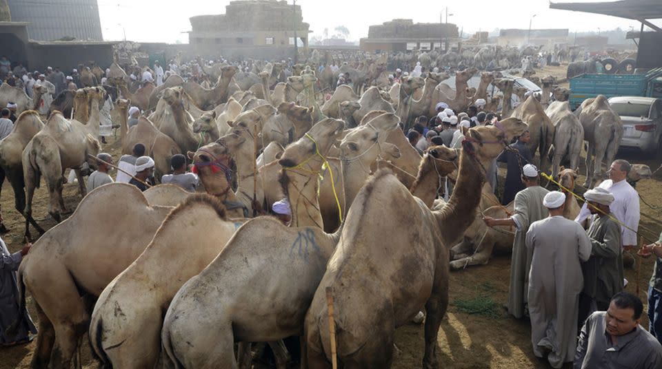 Las ferias y mercados de camellos y dromedarios en Arabia Saudita representan el origen más probable de la epidemia de MERS en 2012 | imagen Wikicommons