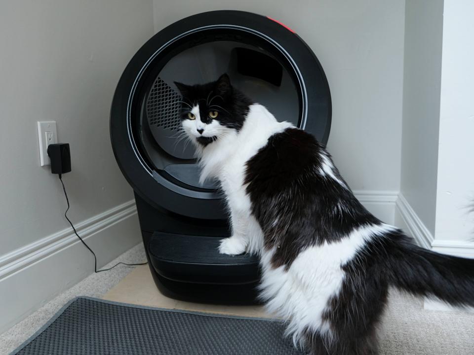 A longhaired black and white cat stands on the step of the Litter Robot 4.