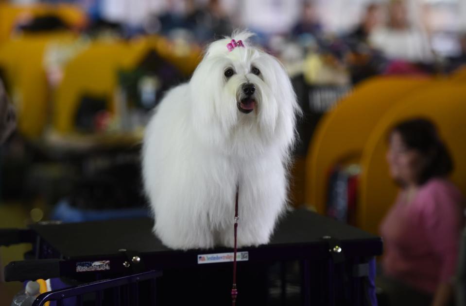 Coton de Tulear